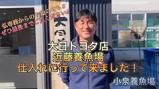 大日トヨタ店&近藤養魚場に仕入れに行ってきました！小泉養魚場