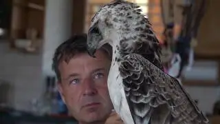 Zayferus - Orel bojovný - Martial Eagle