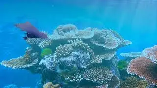life of a blue velvet shrimp