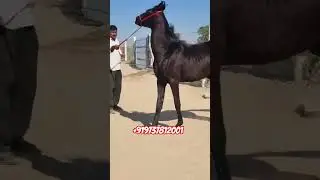 Marwari Colt For Sale +919737812001#nawabstudfarm