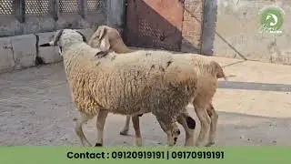 Home Bred Minda Goats: Quality Breeding from Our Farm! | Organic Goat Farm
