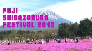 Shibazakura Festival Japan 2019 | Hitsujiyama Park Moss Pink Flowers I Taiko Drumming I
