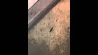 Locust pt four