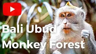 Ubud Monkey Forest: Mandala Suci Wenara Wana - Sacred Monkey Forest Sanctuary