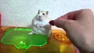 Sahibine Küsen Hamster