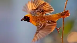 Экзотические птицы Ткачики!!