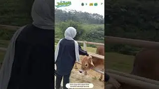 DESA WISATA CIBEUREUM SUKAMANTRI CIAMIS#wisatadiciamisaja #ciamishits#pariwisataciamis