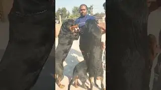 Top quality import line's Rottweiler gang #rottwhiler