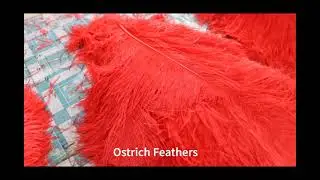 ostrich feathers tirm
