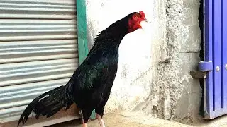 Aseel Mushka Patha Reza || Pheasant