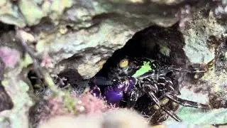 Purple crab🦀🦀