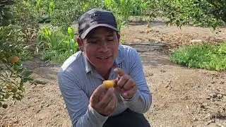 ESTAN SON LAS MANDARINAS M&Aacute;S PEQUE&Ntilde;AS QUE VER&Aacute;S - Kinkan/🍊😋🌳VictorSolis