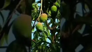 Buah Endemik Indonesia