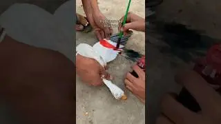 How to colour pigeon Kabootar ko rang kaise kare #kabutar #viral #trending #birds #pigeon #shorts