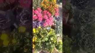 #flower #flowers #full #nursery #nurseryrhymes #nurseryrhyme #young #plant #plants