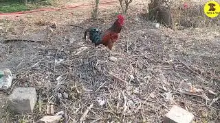 Rooster Fun Activities, Rooster Bueatiful moments👉 Pets 4 You 👈pets #hen #birds #cute #puppypuppy