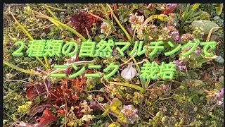 ２種類の自然マルチングでニンニク栽培
