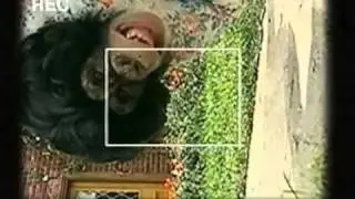 Рекламный ролик PG Tips &mdash; 1994 год, Великобритания.