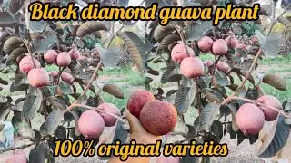 Black diamond guava plant available contact me 9635449080