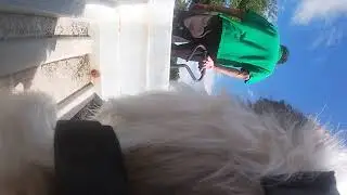 My puppy dog shih tzu  gopro trip to 7-11. Shaggy's   start of internet fame. please like, share.