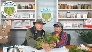 TOP 10 Herbs You Should Grow in 2025!