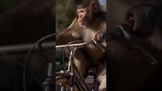 monkey riding bicycle #music #monkey #bicycle #rider