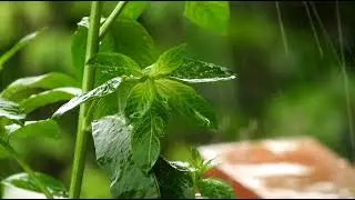 Monsoon garden overview/ Monsoon plant care/ Balcony garden tour/Monsoon in India/ Rain in my garden