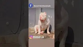 #american #bully #americanbully #exotic #bulldog #cachorros #dog #perros #micro #xl