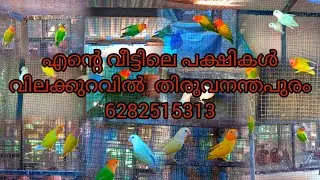 എൻ്റെ വീട്ടിലെ പക്ഷികൾ#parrot#birds#bird#lovebird#pets#pet#petlover#dog#cat#aquarium#africanbirds