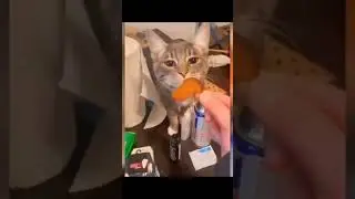 funny time&nbsp; #show #funny_videos #fun #funny #شادی ##funnyvideo #سرگرمی #cat #cutanimals #catlovers