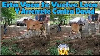-Tremendo Susto Se Llevaron Al Ver Esta Vaca Muy Brava Y Arremeterse Contra David 😱-P14