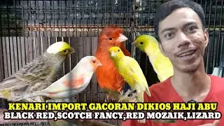 CEK HARGA KENARI IMPORT & BURUNG JENIS FINCH DIKIOS HAJI ABU PASAR BURUNG PRAMUKA TERBARU HARI INI