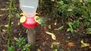 Septimo Paraiso Cloudforest Reserve