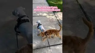 ❤️ True friendship: Marley helping Mac find the way home. #lifestyle #travel