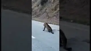 Poor Leopard Hit By A Car | #shorts