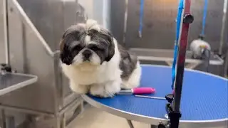 Shihtzu dog full grooming step by step || How to solve shihtzu hair tangles || Shihtzu Bathing steps