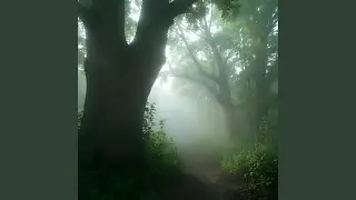 Spirit of the Silent Grove