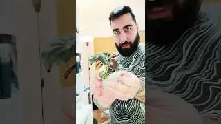 Unboxing Artroposfera #unboxing  #plants  #philodendron #begonia  #alocasia #shorts #video #plamtas
