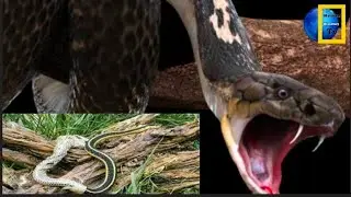 Saap Ki Kechuli | Shedding Skin | Snake Remove Skin | National Discovery TV | National Geographic