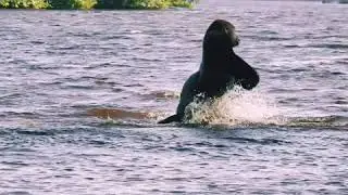 Young male gorilla rescued by from poaching in Gabon maintains protective instinct