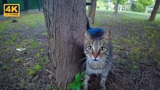 I Stood Like a Scarecrow to Protect a Scared Little Cat from Crows! 🐱🦅❤️ | 4K UHD