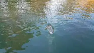 Lake Dunlap fishing: a big striper