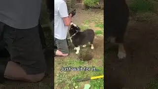 Funny Dog Actions 😆