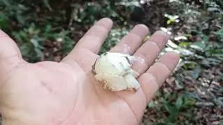 RENDEU MATEIRO E MTO PEIXE | EMOÇÃO DE UMA BOA EXPEDIÇÃO 