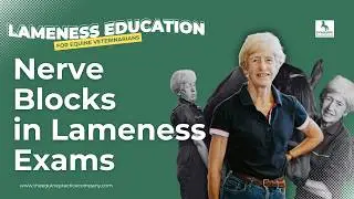 Nerve Blocks in Lameness Exams: Why the AAEP Scale Falls Short
