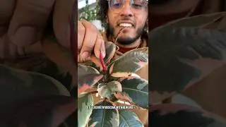 Here&rsquo;s an update of my ficus that is growing in water #plants #planttips #experiment #update