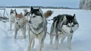 The Iditarod: Conquering Alaska's Frozen Frontier! #Iditarod #DogSledding #alaska  #ExtremeSports