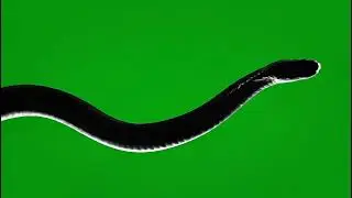 Cinematic Snake Silhouette Green Screen Effect - Free VFX Download