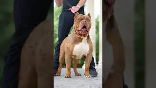 The truth, the light, the King ⚜️ #bossykennels