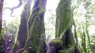 2000 year-old Antarctic Beech trees (at Springbrook)
